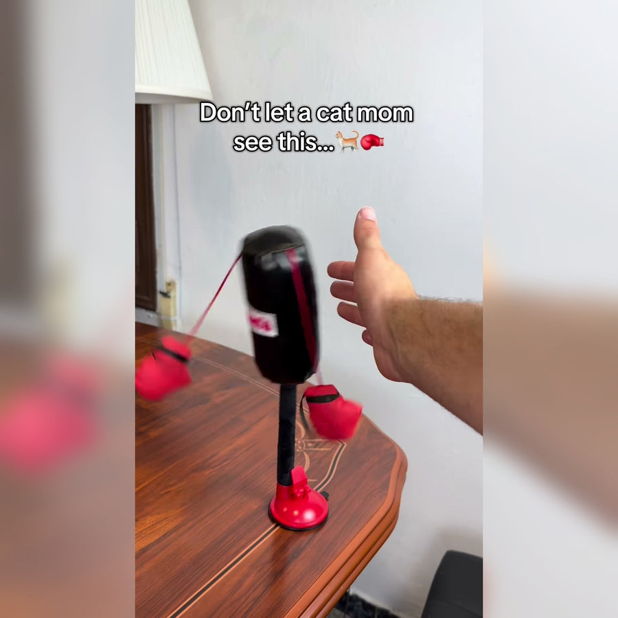 Mini Cat Punching Bag suction cup setup